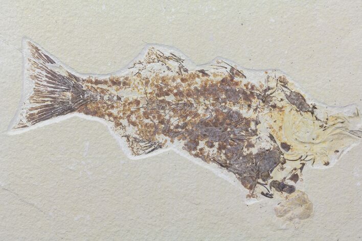 Bargain Mioplosus Fossil Fish - Uncommon Species #84230